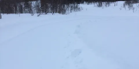 Sjunkhatten nasjonalpark