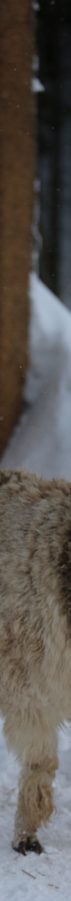 Hutsul Land Bukovel-波利亚尼齐亚