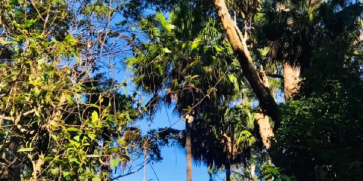 Cabbage Tree Creek Flora Reserve