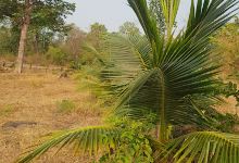 ສວນ ໝາກພ້າວ ນວນຕາ - Nuanta Coconut Farm景点图片