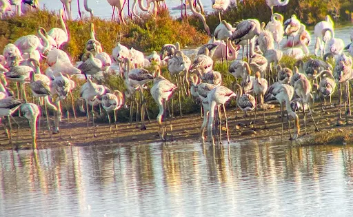 MonNatura Delta de l'Ebre