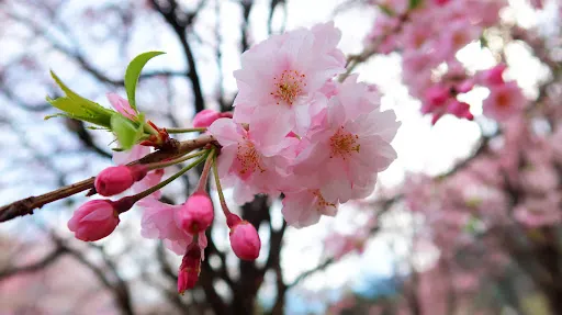 本郷の千年桜
