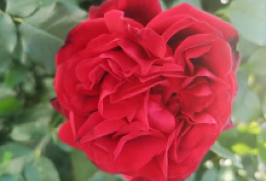 B&M Pflanzenparadies购物图片