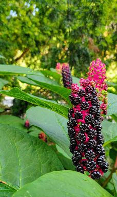 Alter Botanischer Garten-基尔