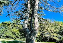 Sycamore Lake Rotary Park景点图片