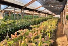 Vivero Rancho Carolina购物图片