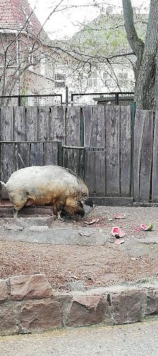 Freiberg Zoo-Mittelsachsen
