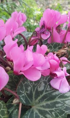 HaMoshava Park-Ezor Zihron Ya'akov