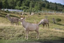 Highland Wildlife Park景点图片