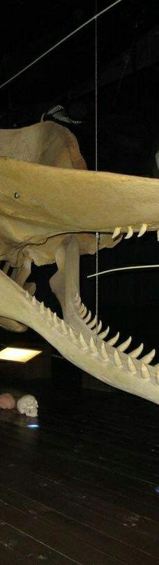 Seehundstation und Waloseum-诺德代希