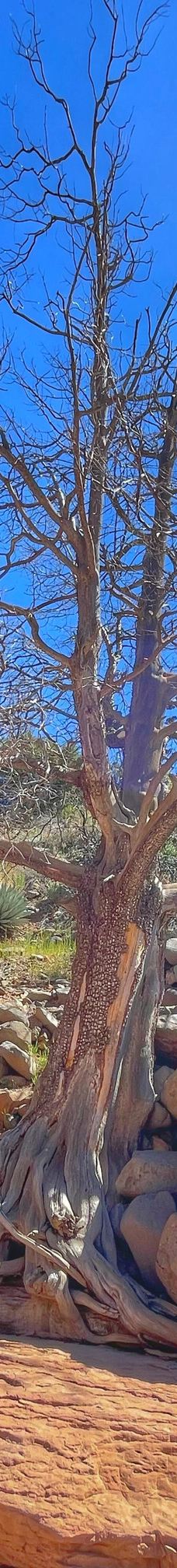 滑石州立公园-科科尼诺县