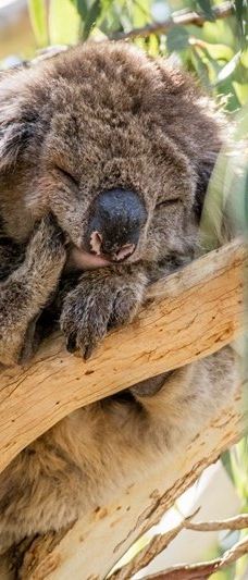 坎尼特河沿岸考拉步行道-Kennett River