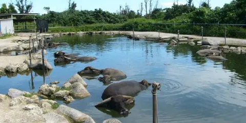 Subtropical Plant Paradise Yubujima Island