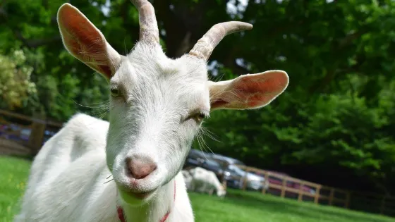 Buttercups Sanctuary for Goats