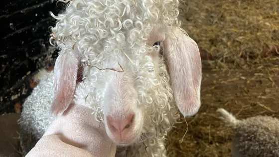 Croxteth Park Farm
