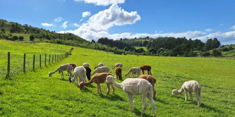 BobCat Alpacas