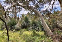 Scott Conservation Park景点图片
