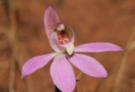 Mount Jeffcott Flora and Fauna Reserve景点图片