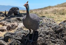 Predators Safari Club景点图片