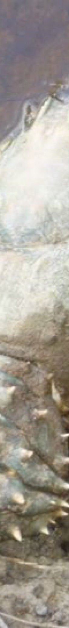 Murrumbidgee Junction Reserve-巴尔兰纳德