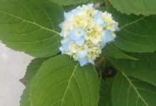 Holly Nursery & Garden Center购物图片