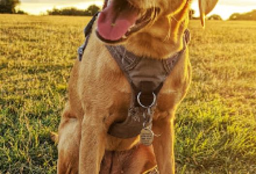 Poppy's Play Parks.景点图片