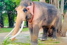 ศูนย์อนุรักษ์ช้าง ช้างทองคำ Changthongkhum Conservation景点图片