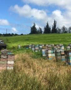 Big Island Bees-Honaunau-Napoopoo