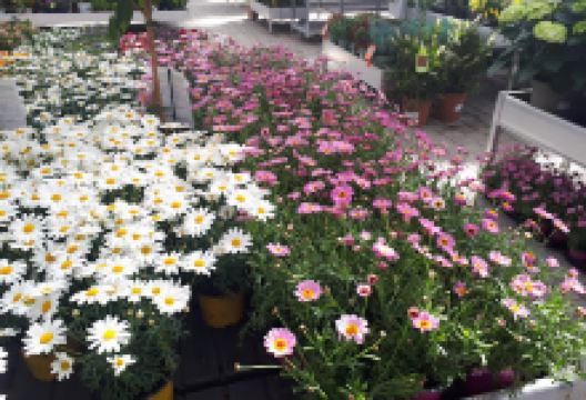 Horticulture Rinchard购物图片