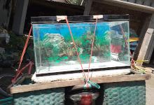 Ikan Hias MINA MANIA (Ikan Hias, Aquarium & Perlengkapan)购物图片