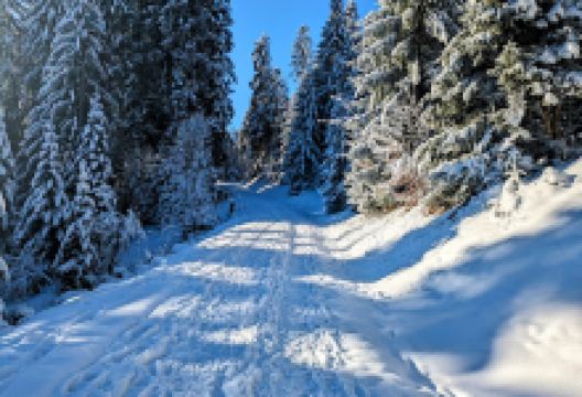 Aussichtspunkt Skywalk Scheidegg景点图片