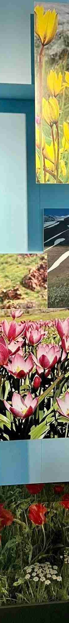 阿姆斯特丹郁金香博物馆-阿姆斯特丹-lynn wien