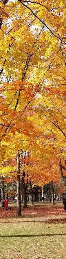 海柏公园-多伦多-YoYo_8R7M7R2P