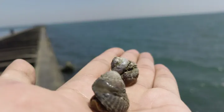孤東海堤海水浴場