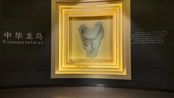 朝陽古生物化石博物館