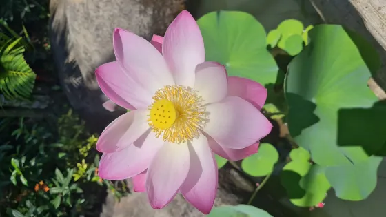 蝴蝶公園