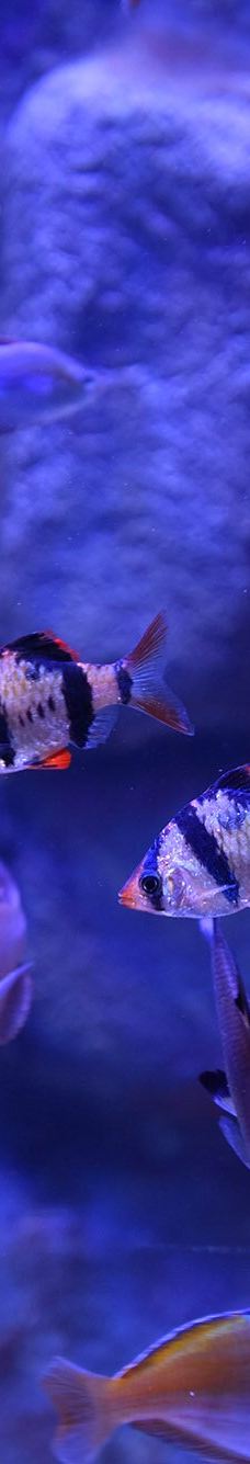 ViaSea水族馆-伊斯坦布尔