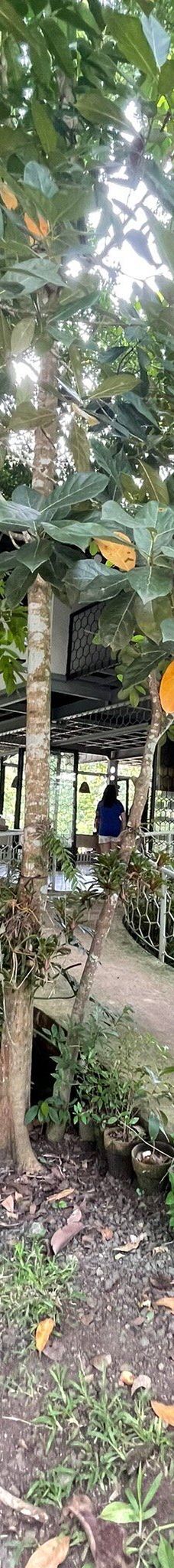 Ilog Maria Honeybee Farm-锡朗