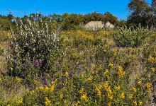 Midewin National Tallgrass Prairie景点图片