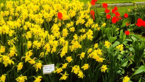 Botaniska Tradgarden