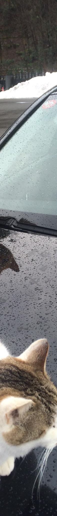 Gotanjoji Temple-越前市