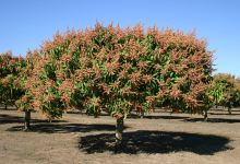 Golden Drop Mango Winery景点图片