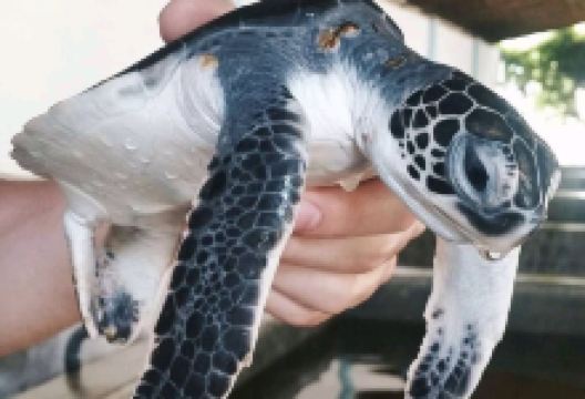 KOSGODA Turtle Conservation and Research Centre景点图片