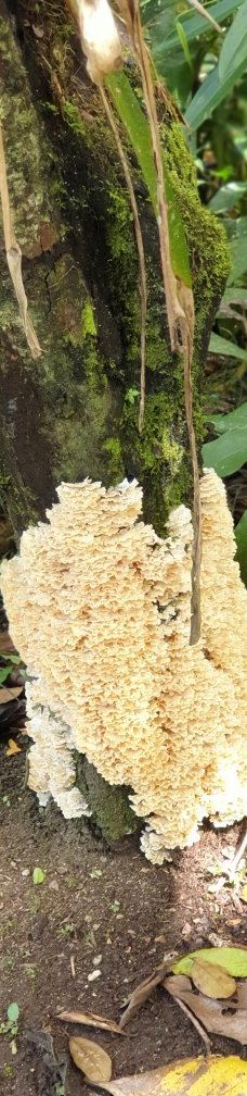 Finca Cantaros-圣维托