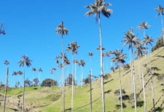 Parque Nacional Natural Los Nevados景点图片
