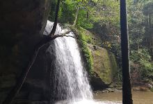 Buderim Forest Bushland Reserve Network景点图片