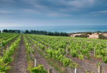 Kilgour Wines景点图片