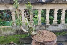 Cây giống hiền lương hải hà quảng ninh景点图片
