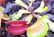 VIVERO "LA ALDEA"购物图片