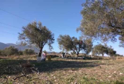 Zeytin Bahçesi景点图片